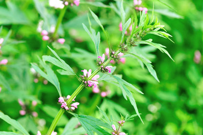 100 Chinese Motherwort (Leonurus Japonicus) Seeds