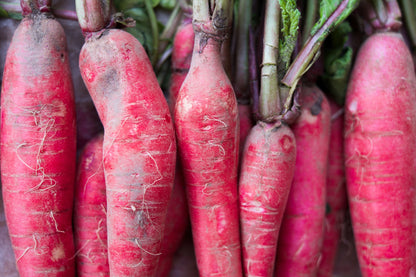 100 China Rose Radish (Raphanus Sativus) Seeds