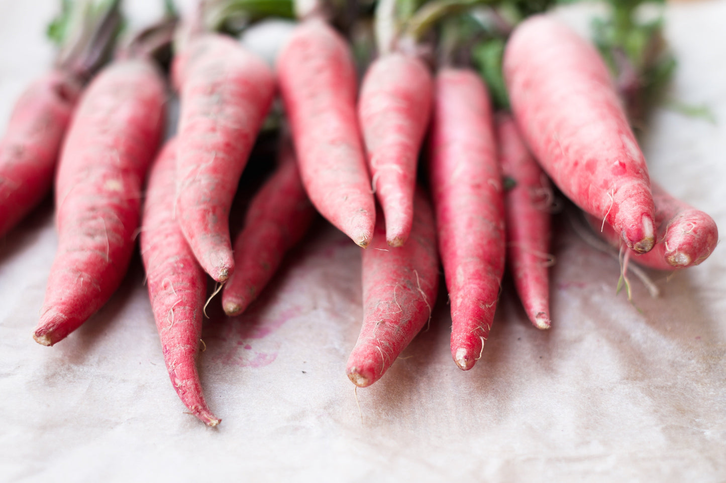 100 China Rose Radish (Raphanus Sativus) Seeds
