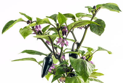 40 Organic Purple Jalapeño Pepper (Capsicum Annuum) Seeds