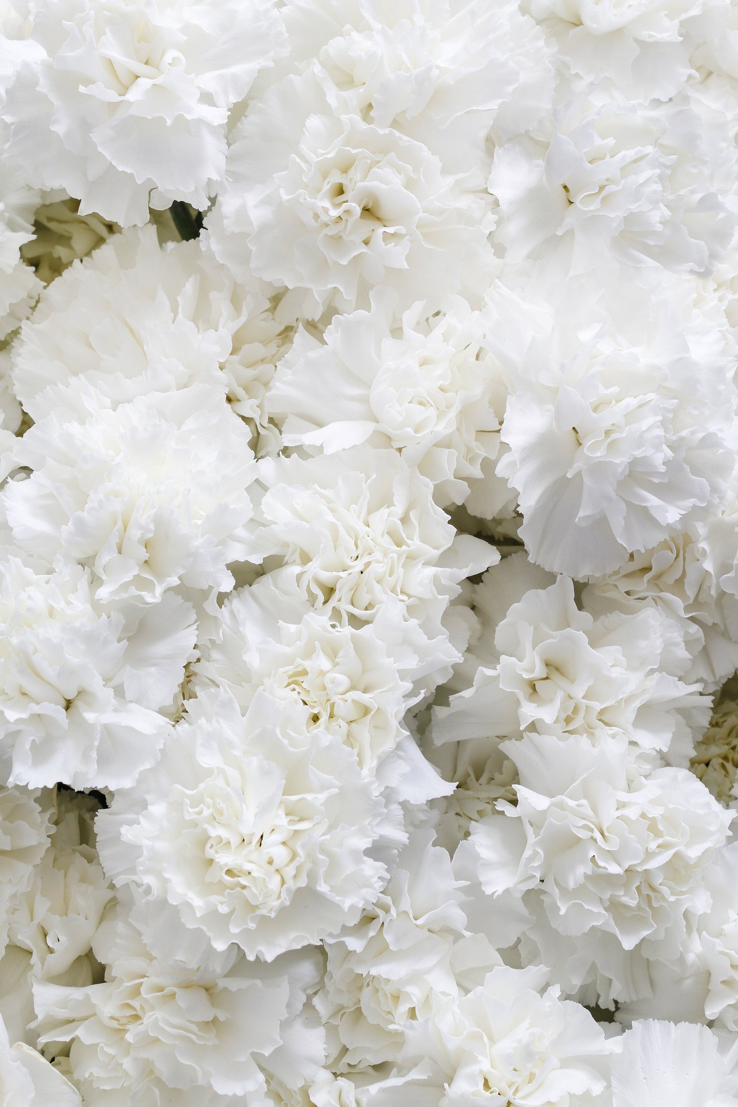 50 White Carnation (Dianthus Caryophyllus) Seeds