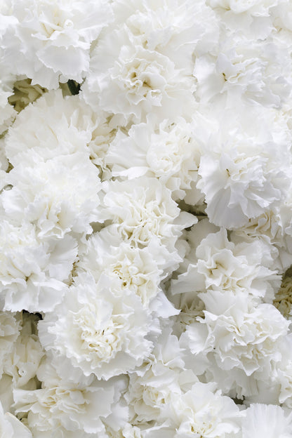 50 White Carnation (Dianthus Caryophyllus) Seeds