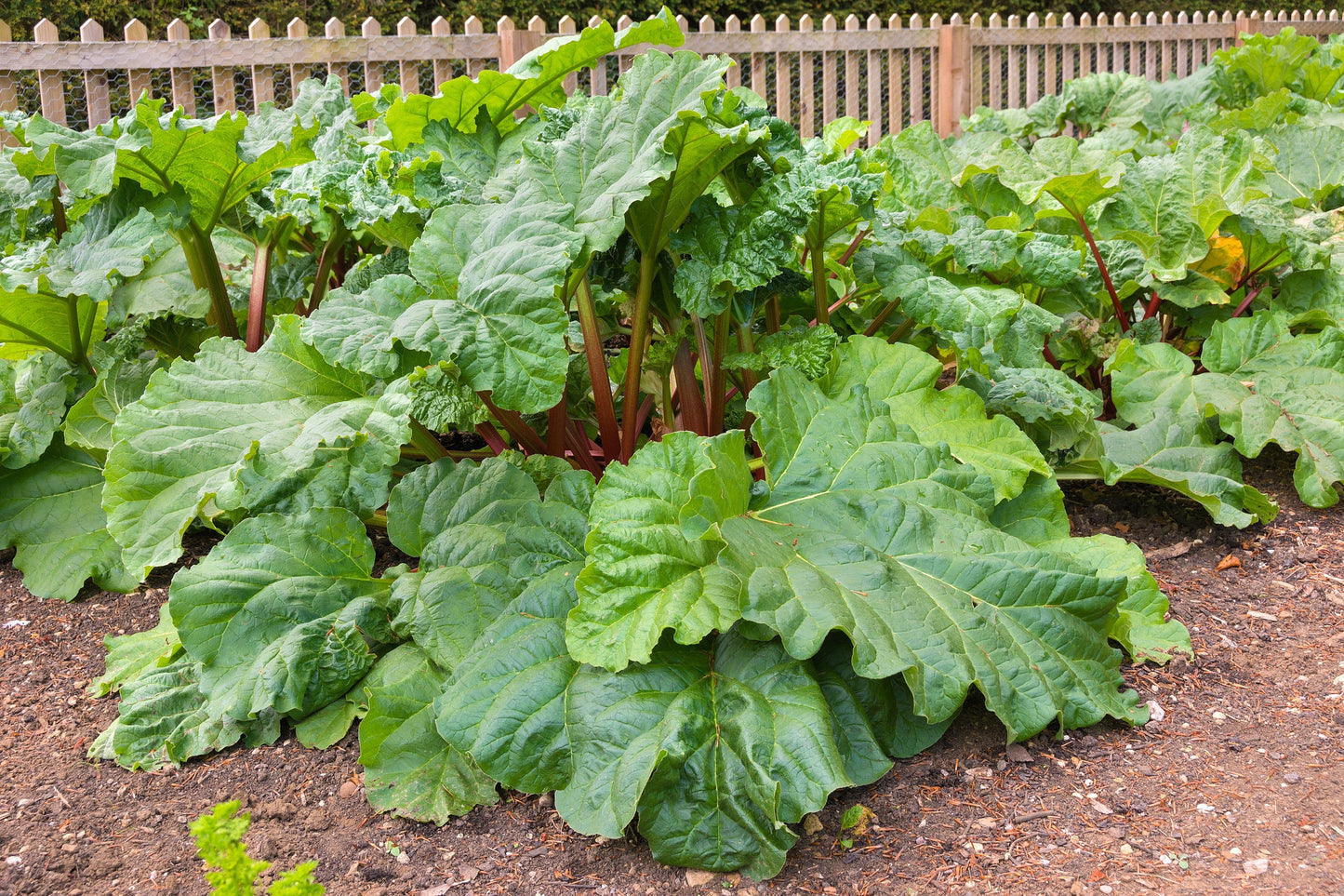 25 Victoria Rhubarb (Rheum Rhabarbarum) Seeds