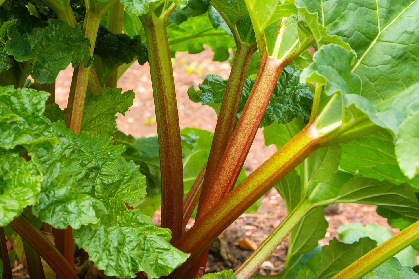 25 Glaskins Perpetual Rhubarb /Pieplant (Rheum Rhabarbarum) Seeds