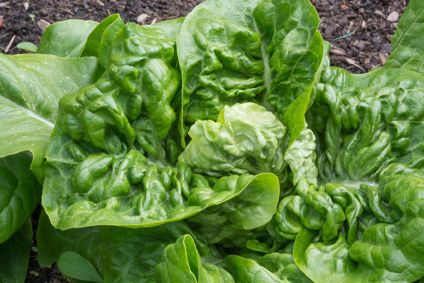 3000 Little Gem Lettuce (Lactuca Sativa) Seeds