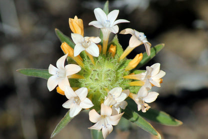 100 LARGE FLOWERED PHLOX Collomia Grandiflora Flower Seeds