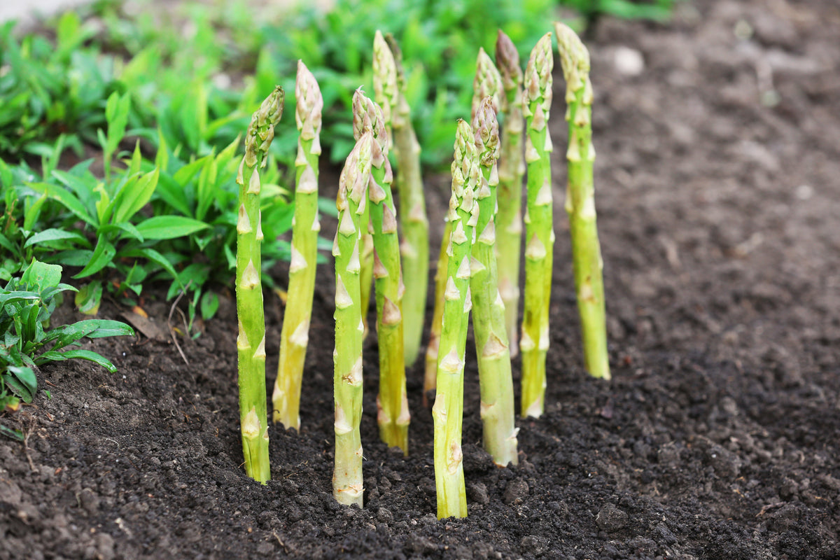 100 MARY WASHINGTON ASPARAGUS Officinalis Perennial Vegetable Seeds