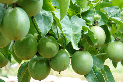 10 Purple Passion Flower (Granadilla Passiflora Incarnata) Seeds