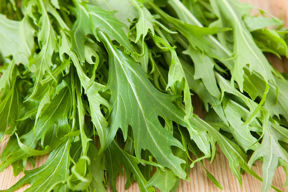 1000 GREEN MIZUNA MUSTARD Japanese Greens Brassica Juncea Herb Vegetable Seeds