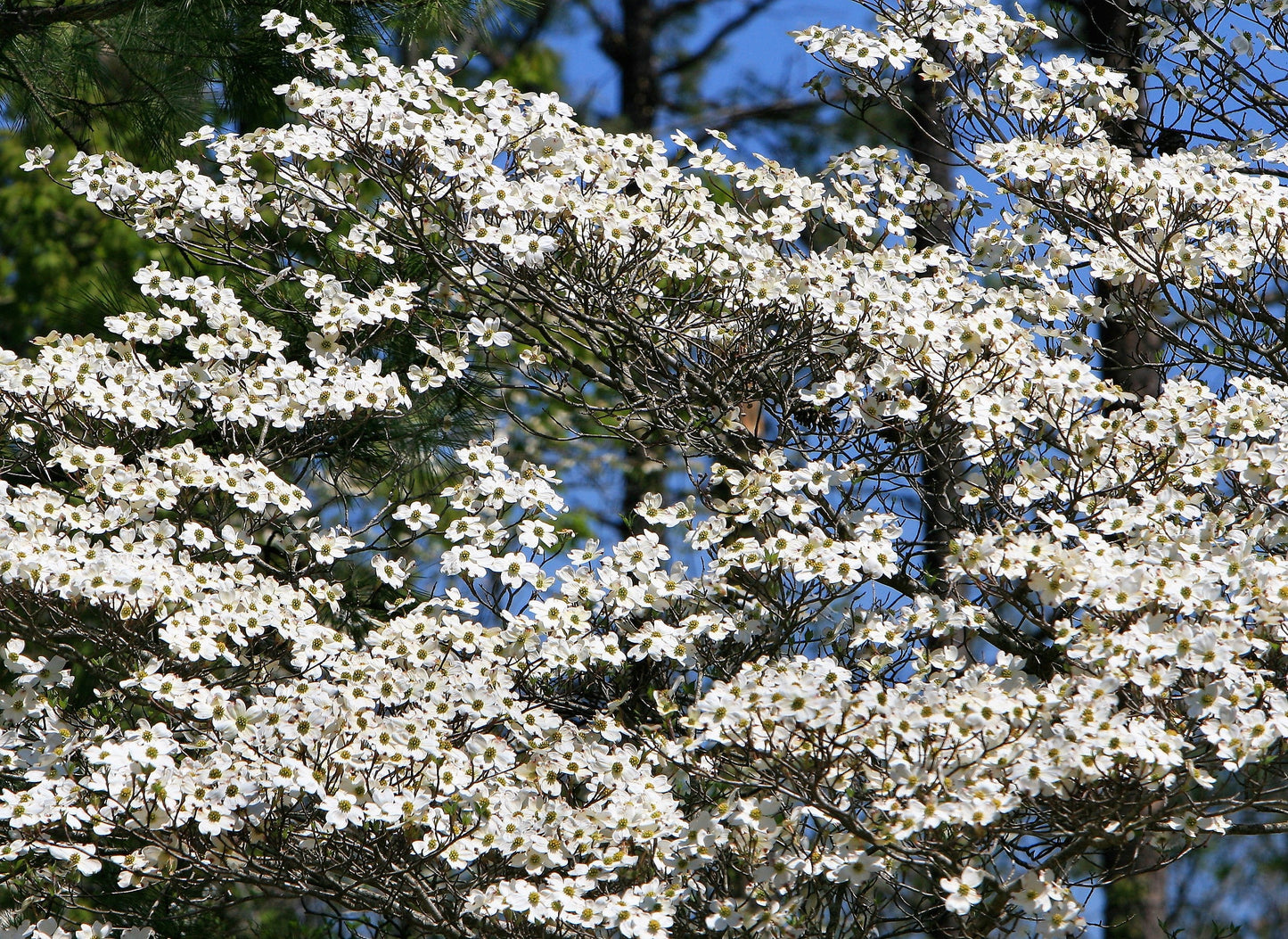 10 White Flowering Dogwood (Cornus Florida) Seeds