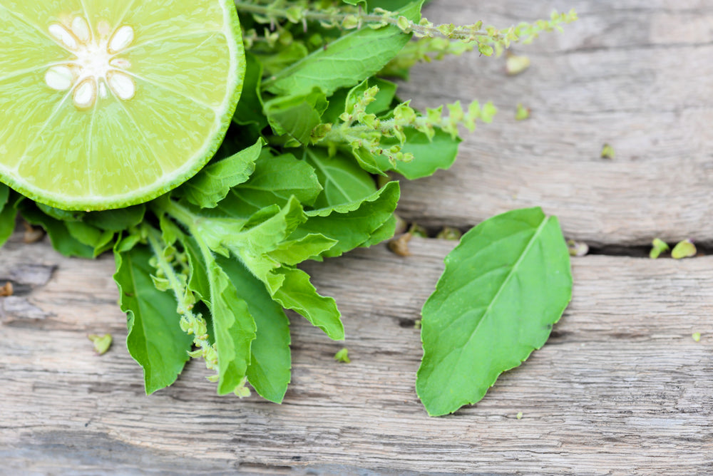 150 Lime Basil (Ocimum Basilicum) Seeds
