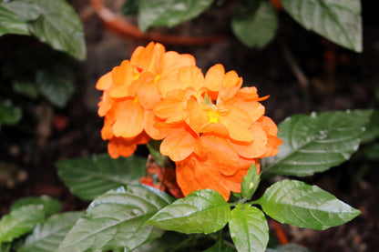 10 Orange Marmalade Crossandra (Crossando Infundibuliformis) Seeds
