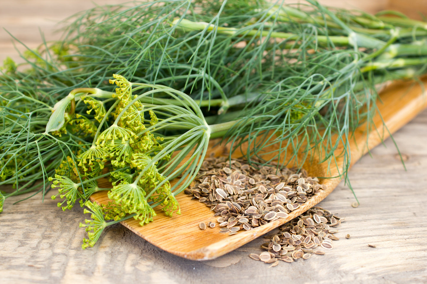 2500 Bouquet Dill (Anethum Graveolens) Seeds