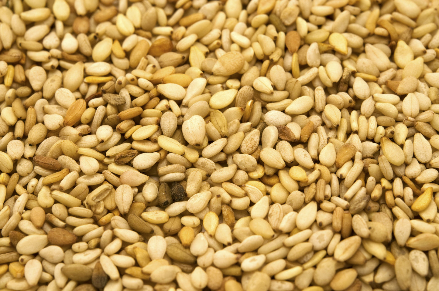 1500 Sesame Seed (Sesamum Indicum) Seeds