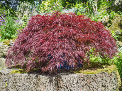 10 Japanese Maple (Acer Palmatum Dissectum) Seeds