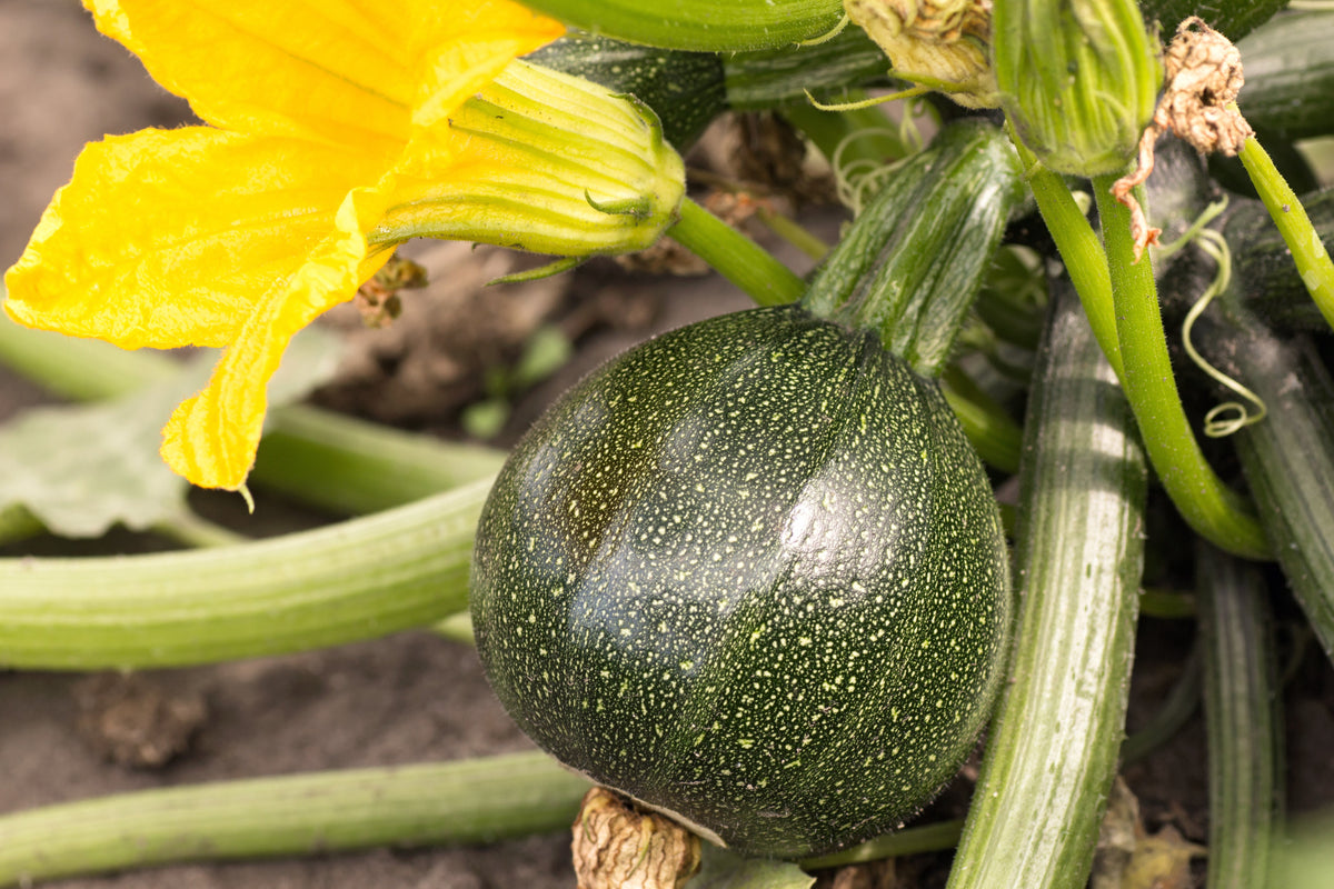 Round Zucchini (Cucurbita pepo) Seeds – 50 ct