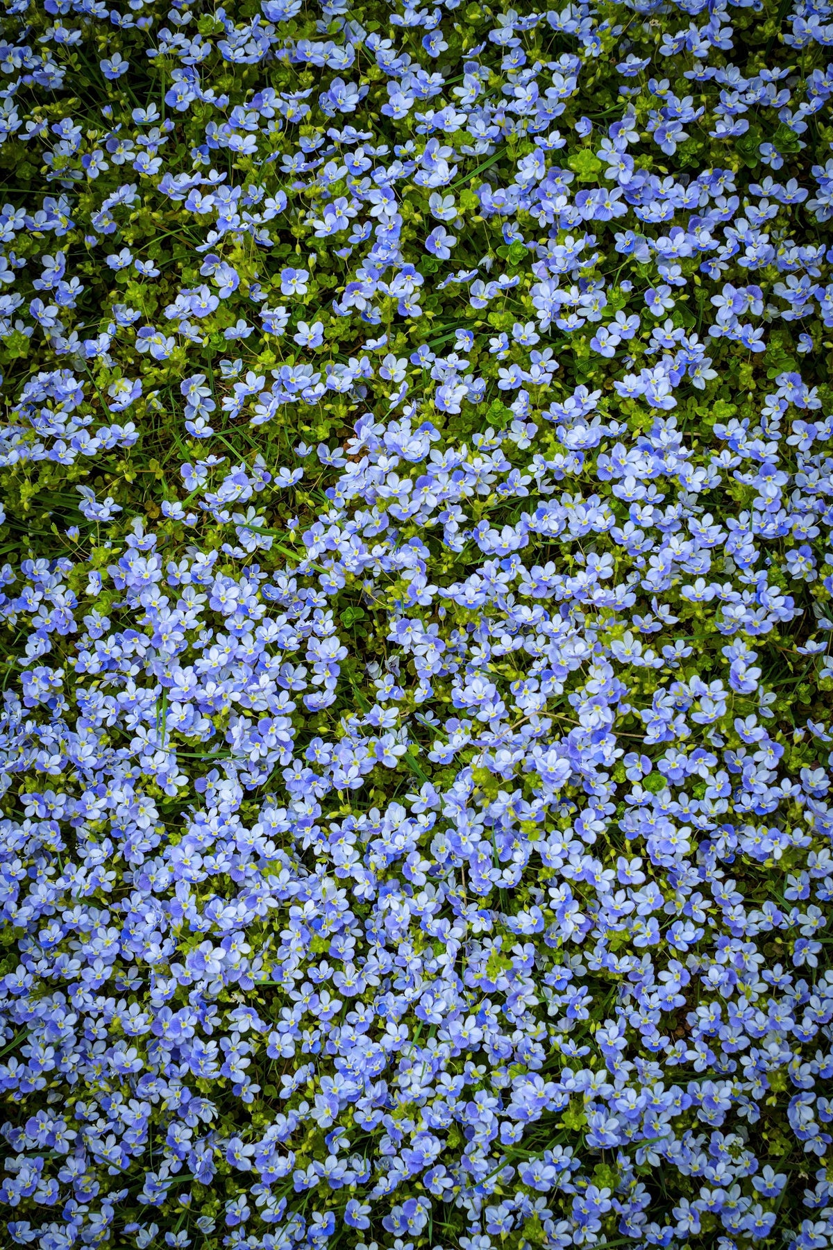 Creeping Blue Speedwell (Veronica repens) Seeds – 25 ct