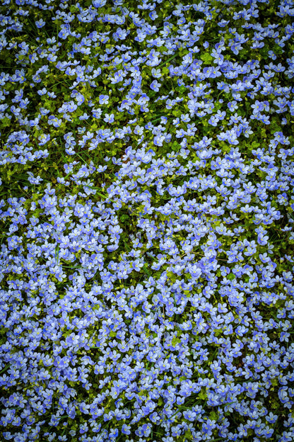 Creeping Blue Speedwell (Veronica repens) Seeds – 25 ct