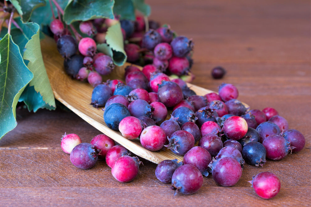 20 Saskatoon Serviceberry (Amelanchier Alnifolia) Seeds