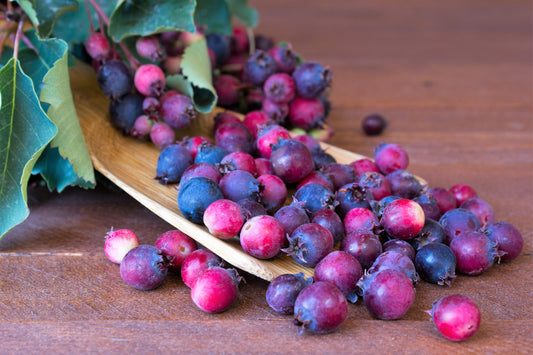 20 Saskatoon Serviceberry (Amelanchier Alnifolia) Seeds
