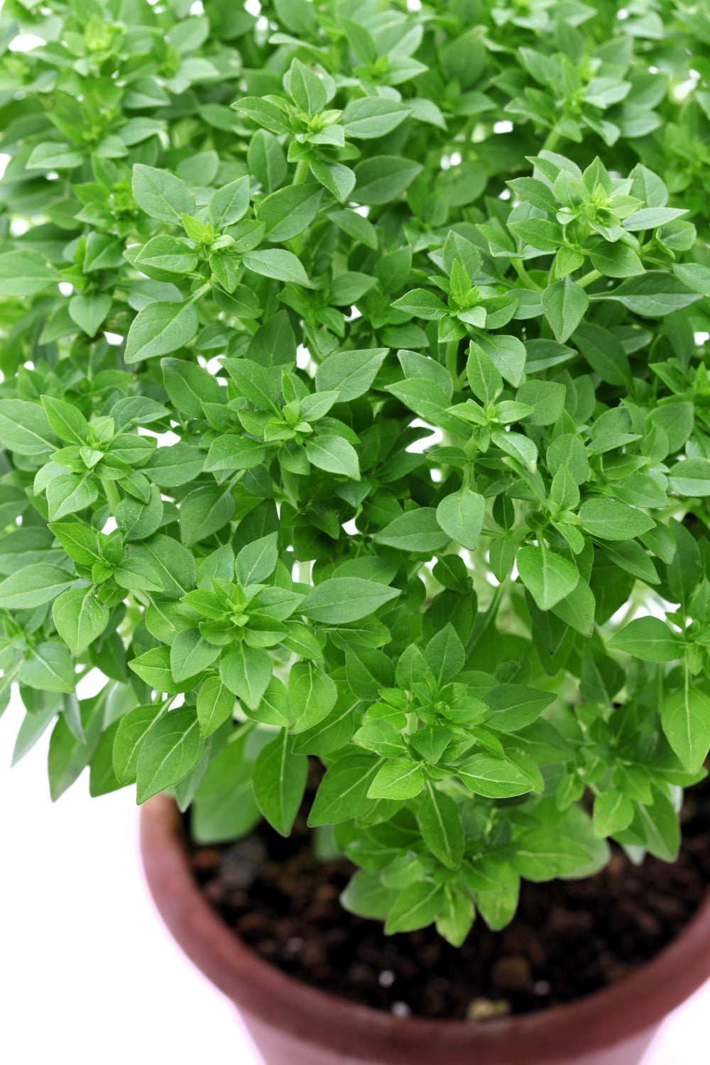 500 Dwarf Greek Basil (Ocimum Basilicum) Seeds