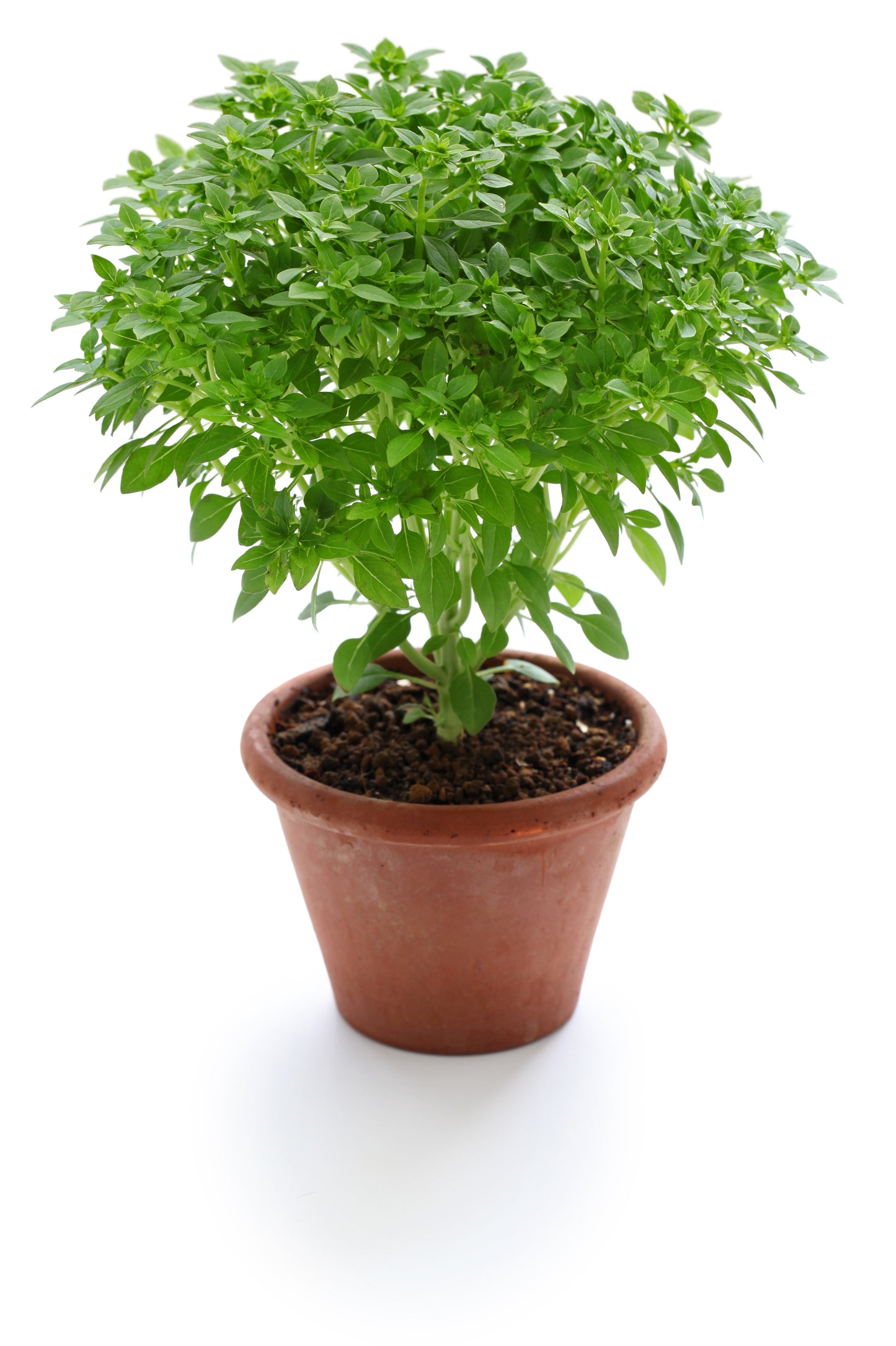 500 Dwarf Greek Basil (Ocimum Basilicum) Seeds