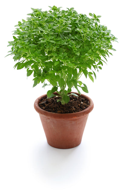 500 Dwarf Greek Basil (Ocimum Basilicum) Seeds