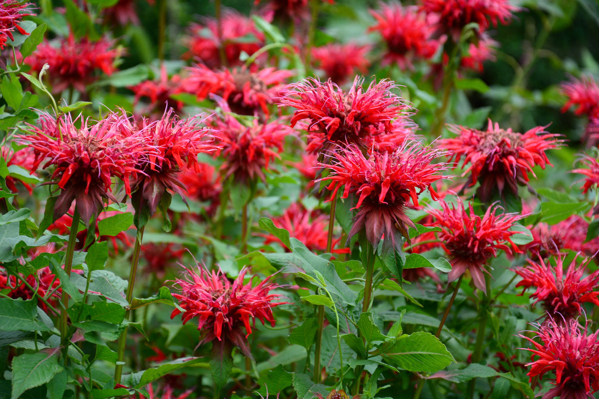 10 Panorama Red Bee Balm (Monarda Didyma) Seeds
