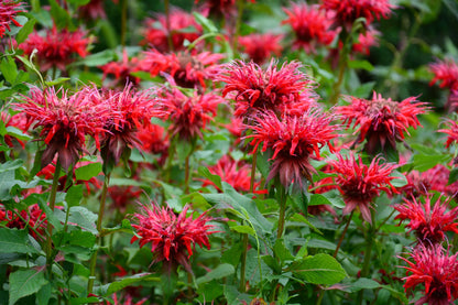 10 Panorama Red Bee Balm (Monarda Didyma) Seeds
