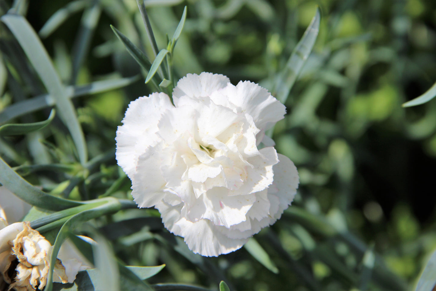 50 White Carnation (Dianthus Caryophyllus) Seeds