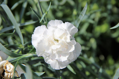 50 White Carnation (Dianthus Caryophyllus) Seeds