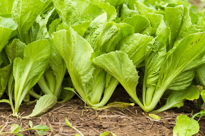 1500 Spinach Mustard Tendergreen (Brassica Rapa) Seeds