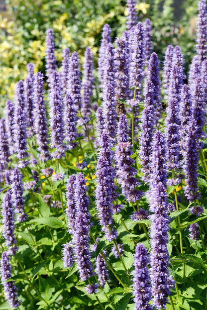 100 ORGANIC Superior LICORICE MINT Agastache Rugosa Korean Tea Herb Purple Flower Seeds