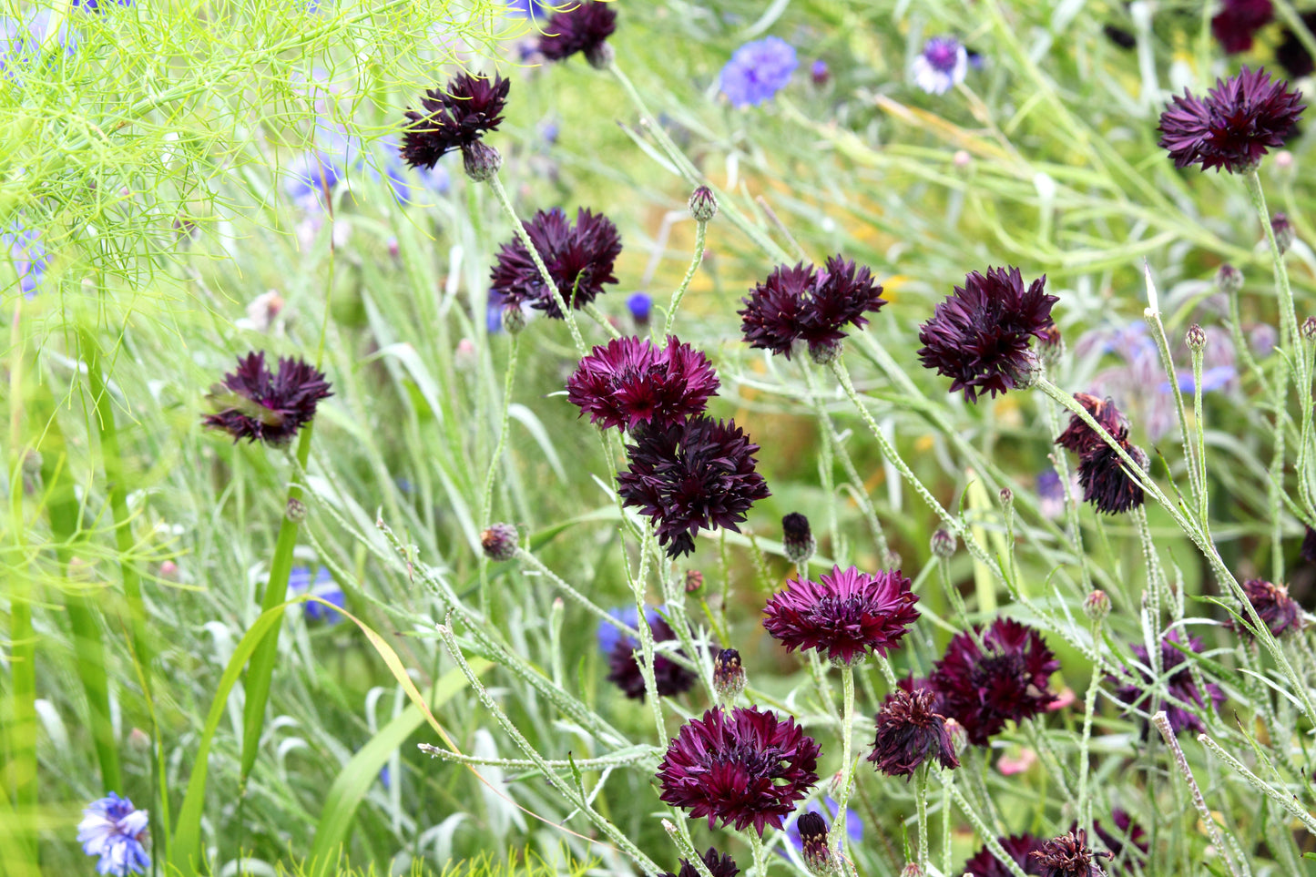25 Bachelor's Button (Centaurea Cyanus) Seeds