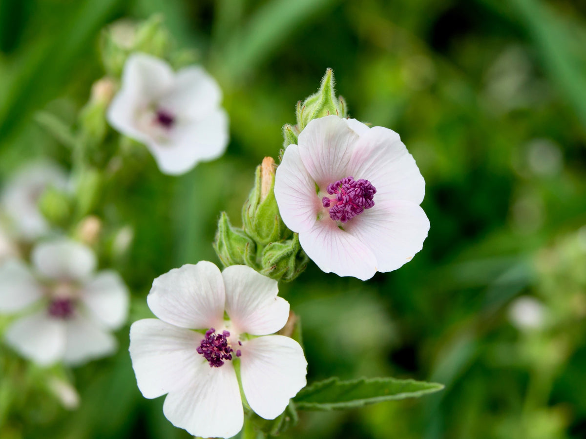 White Marsh Mallow (Althaea officinalis) Seeds – 50 ct