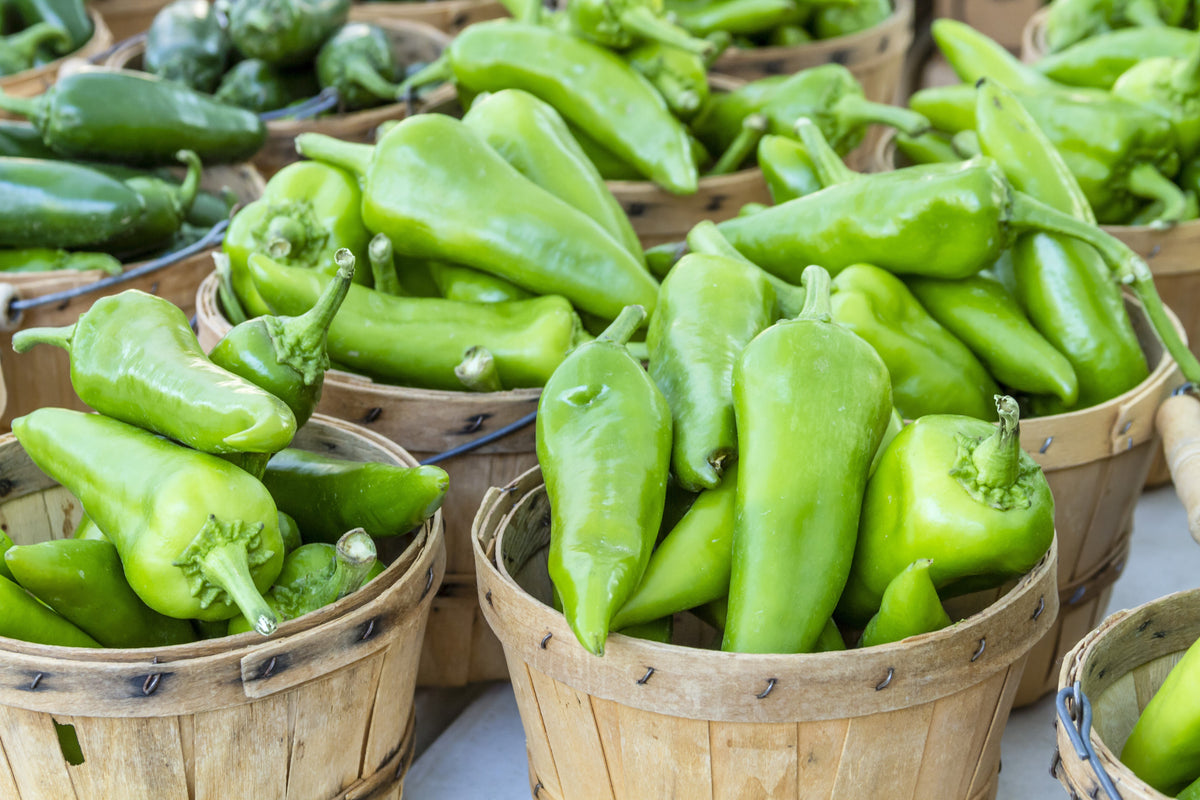 Anaheim Chili Pepper (Capsicum annuum) Seeds – 300 ct