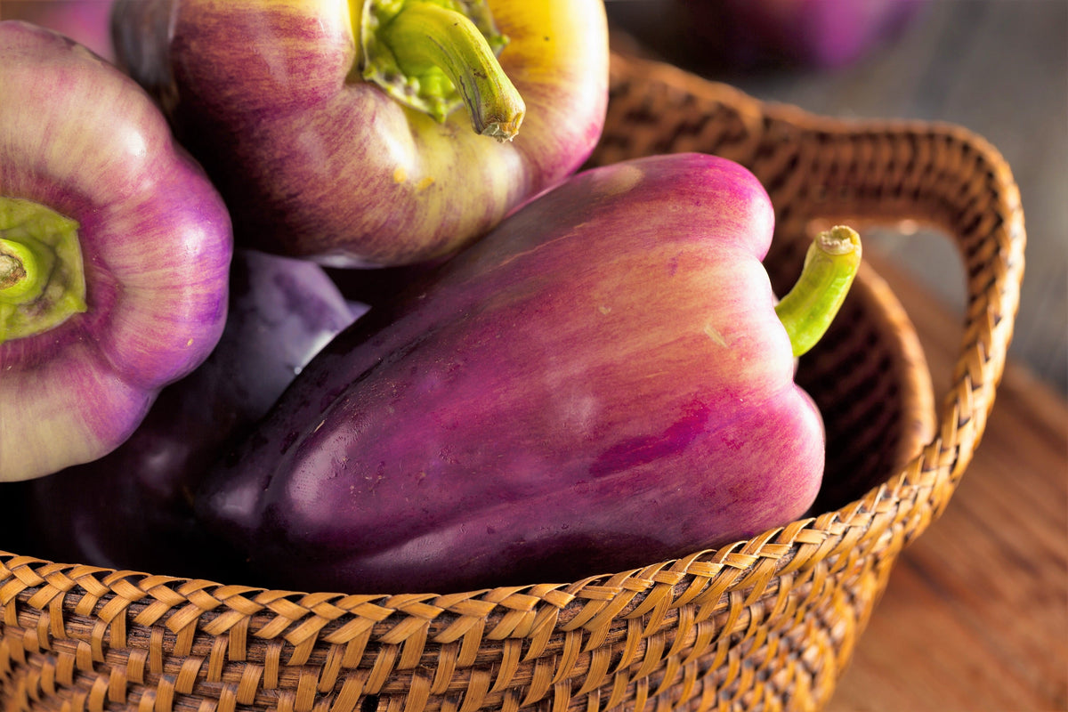 100 LILAC BELL PEPPER Capsicum Annuum Sweet Mild Purple Vegetable Seeds