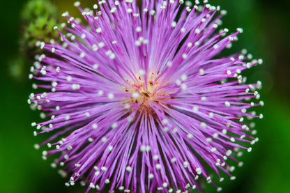 100 Sensitive Plant (Mimosa Pudica) Seeds