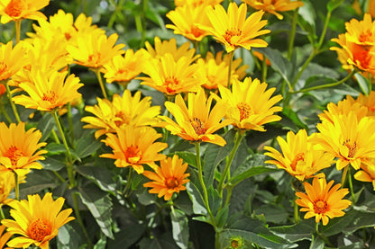 20 Jerusalem Artichoke/Sunchoke Sunroot (Helianthus Tuberosus) Seeds