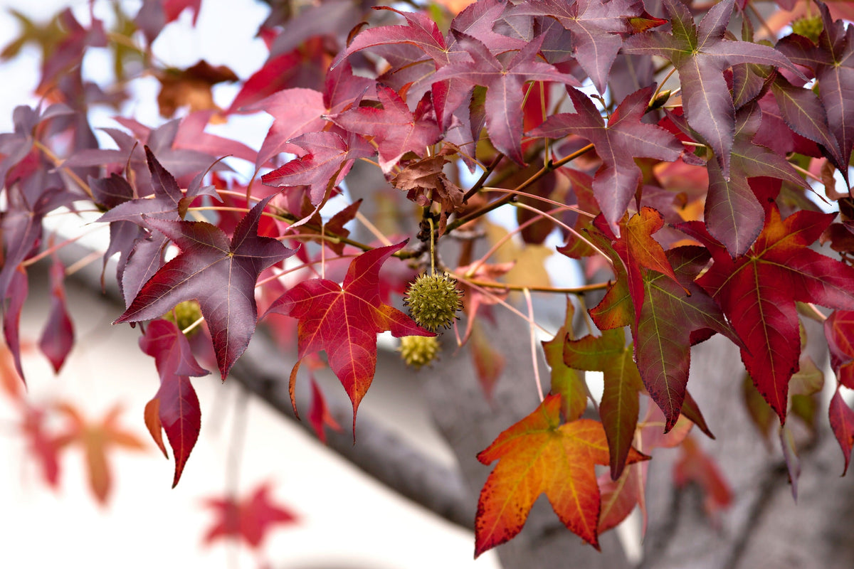 50 AMERICAN SWEETGUM Liquidambar Styraciflua Storax Alligator Sweet Gum Tree Seeds - Great Fall Color! Red Yellow Orange Purple