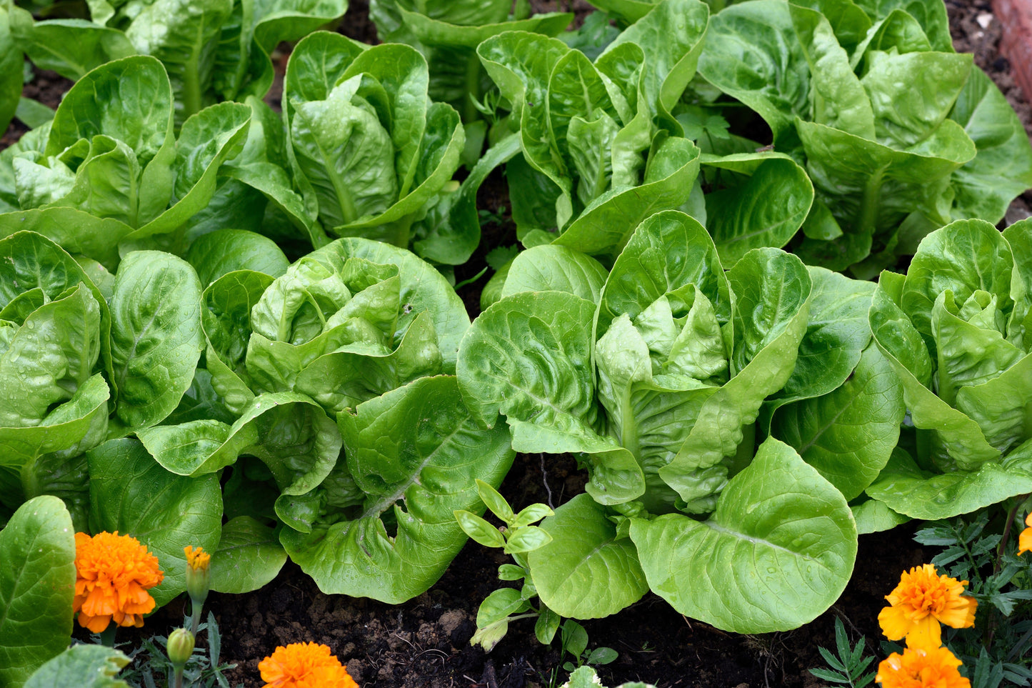 3000 Little Gem Lettuce (Lactuca Sativa) Seeds