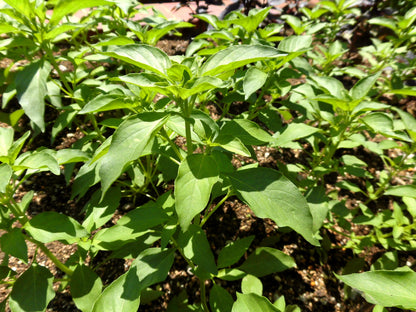 150 Lime Basil (Ocimum Basilicum) Seeds