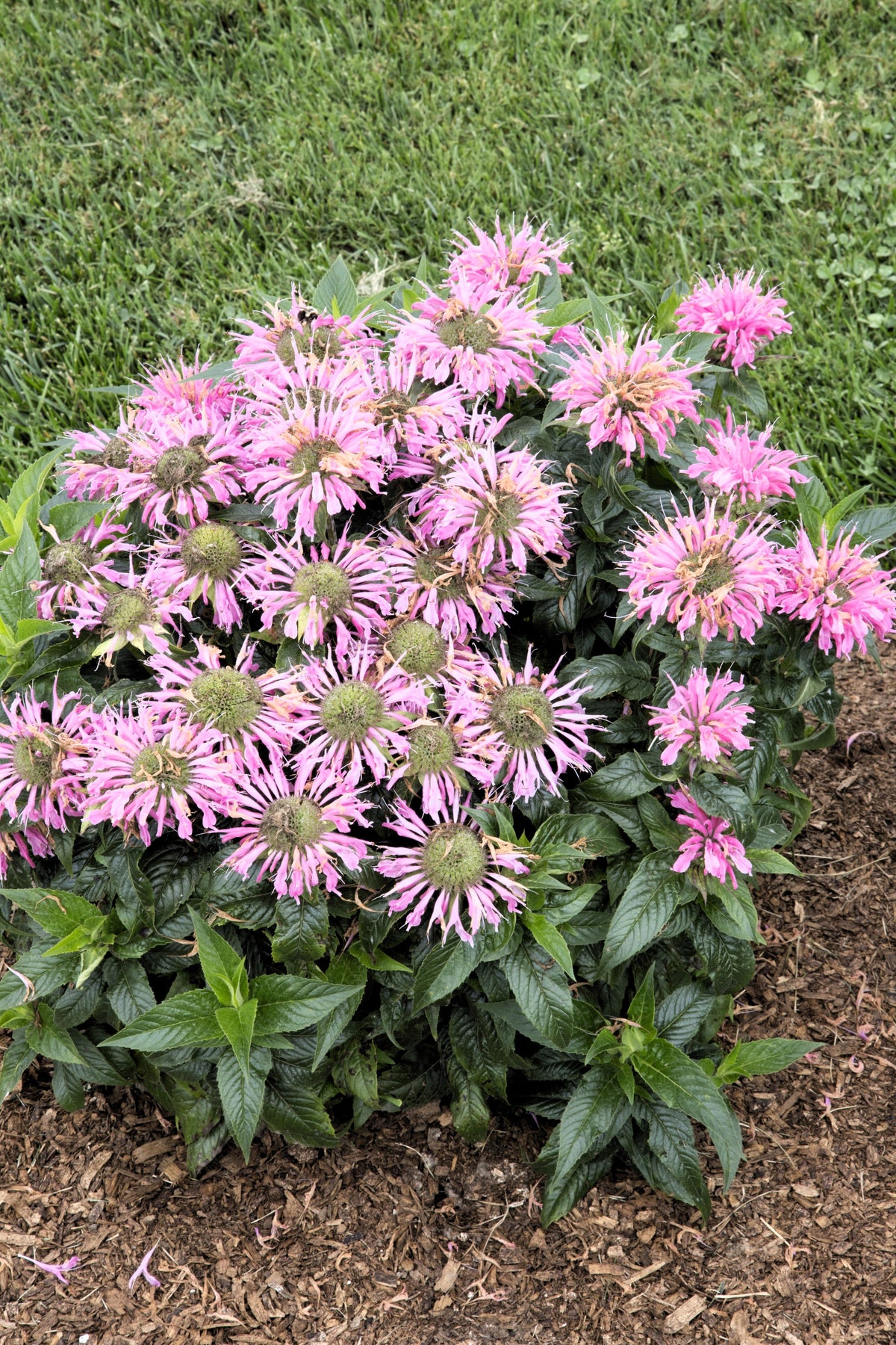 20 Dwarf PINK BEE BALM Monarda Bradburiana Eastern Beebalm Herb Flower Seeds