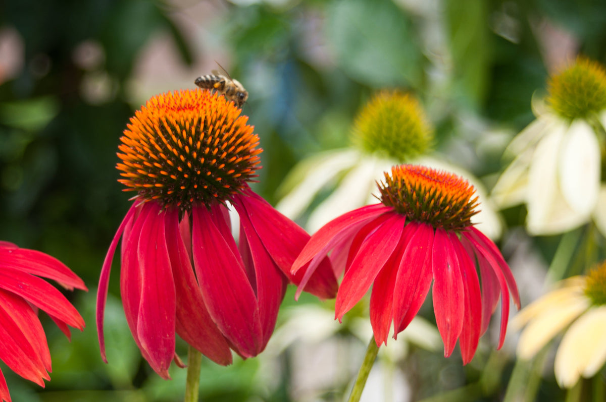 25 CHEYENNE SPIRIT CONEFLOWER Echinacea Orange Red Yellow Purple Pink White Herb Flower Seeds