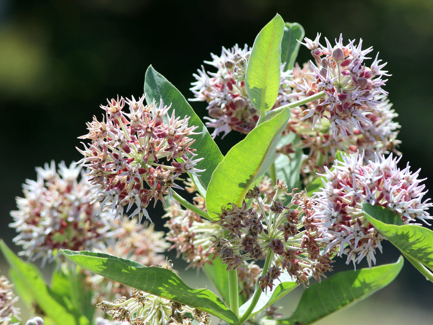 50 Showy (Greek) Milkweed (Asclepias Speciosa) Seeds