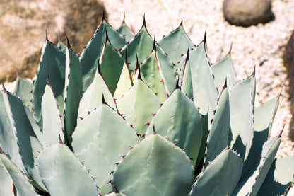 Artichoke Agave (Agave parryi var. huachucensis) Seeds – 5 ct