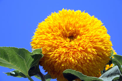 Double Dwarf Teddy Bear Sunflower (Helianthus annuus) Seeds – 150 ct