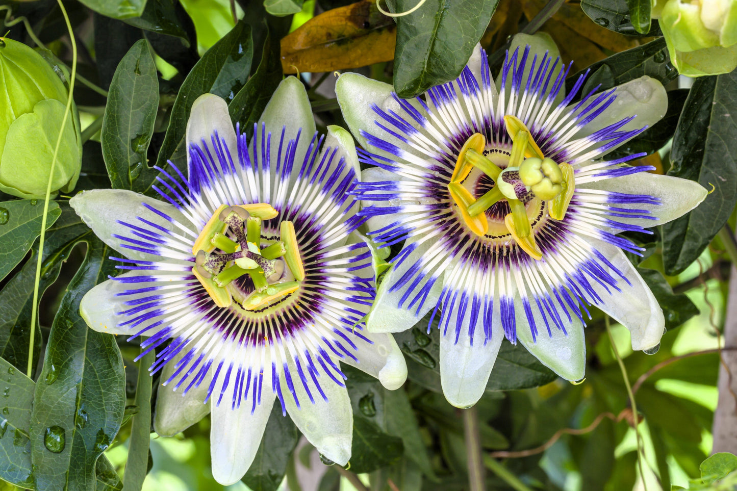 20 Purple Passion Fruit (Granadilla Passiflora Edulis ) Seeds