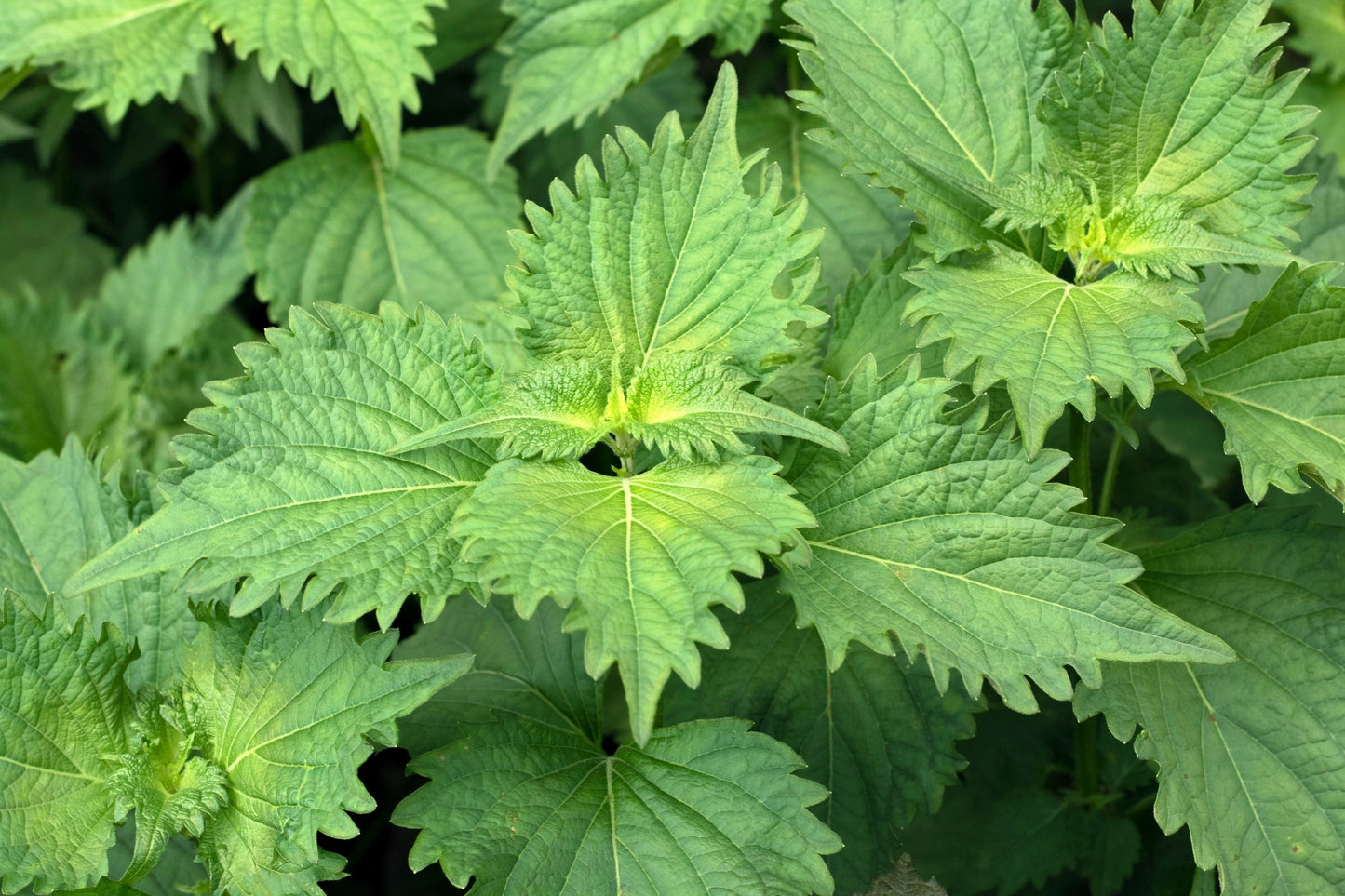 300 Green Shiso (Perilla Frutescens) Seeds