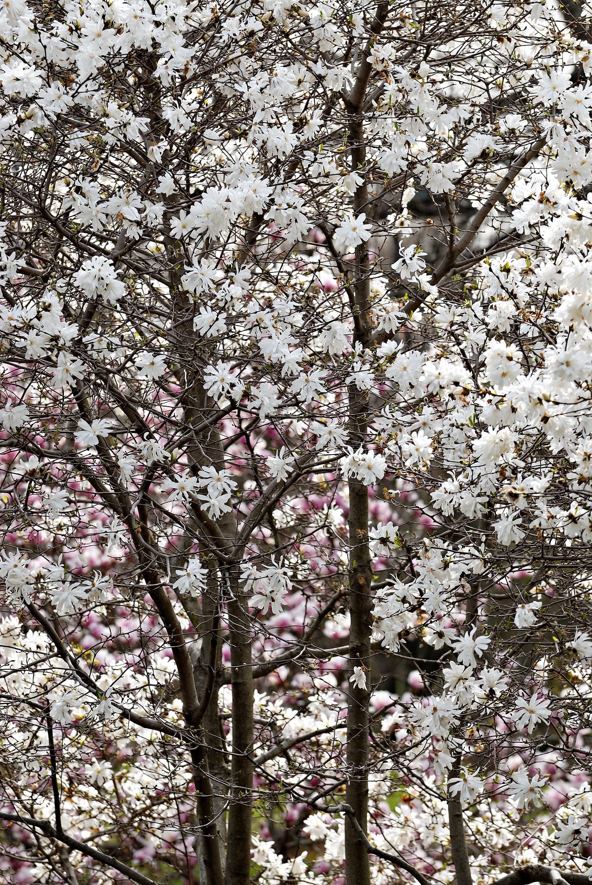 5 STAR MAGNOLIA Stellata TREE Seeds - Fragrant White to Pink Big 4" Wide Flowers